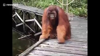 Orangutan grabs hold of thieving macaque that stole his banana