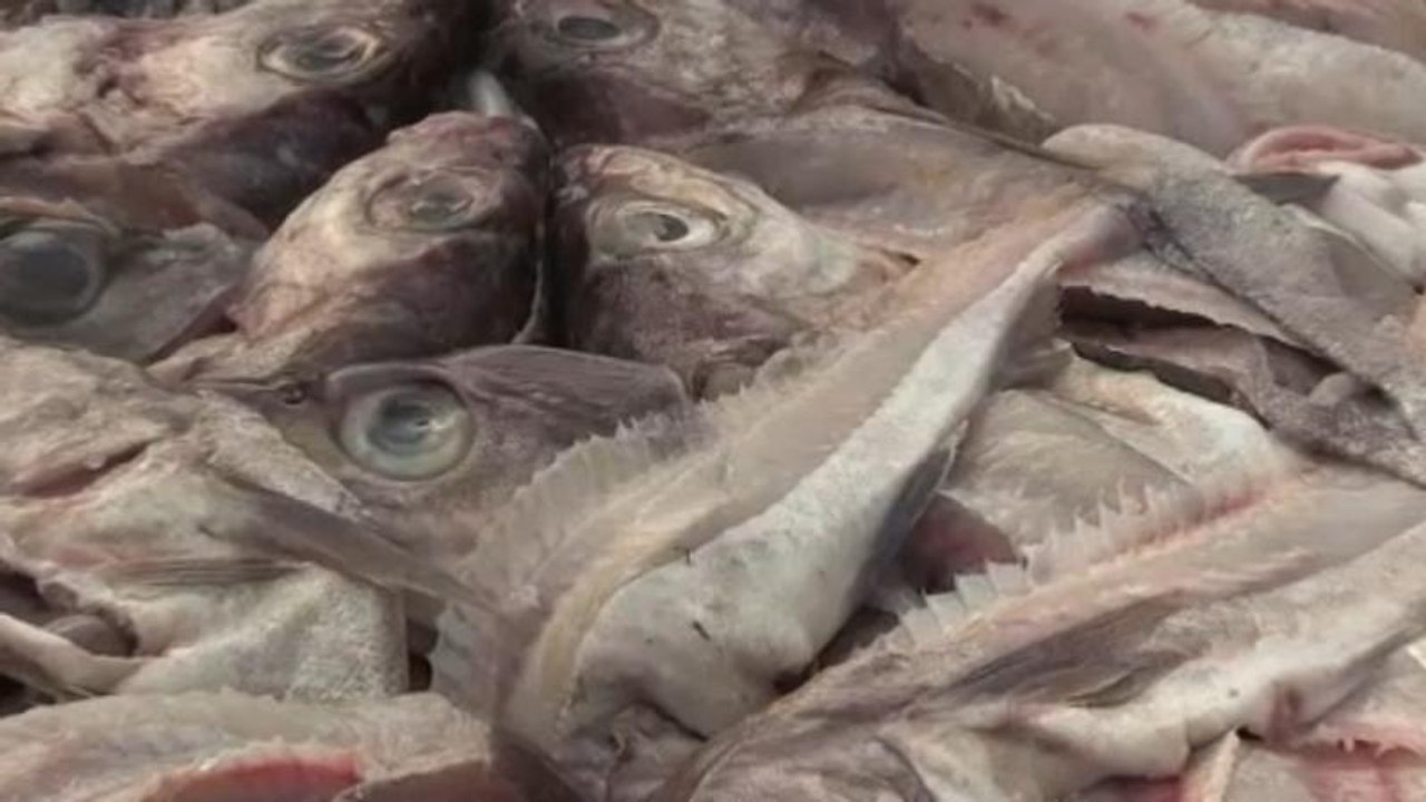 Neue Obergrenzen für deutsche Nordseefischer: 40 Prozent weniger Hering 2019