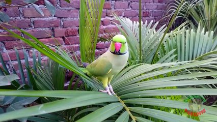 Natural Parrot Sounds