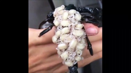 Ce scorpion porte ses bébés sur son dos