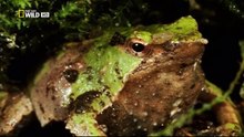 Monster Frog - Documentary