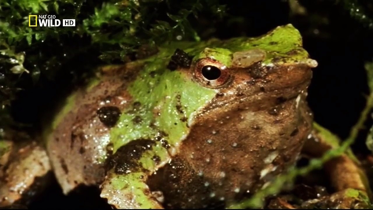 Monster Frog - Documentary