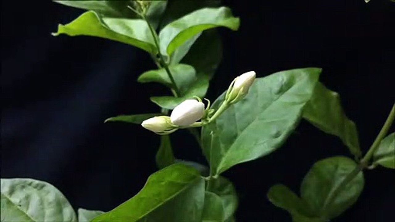 TIME LAPSE jasmine flower