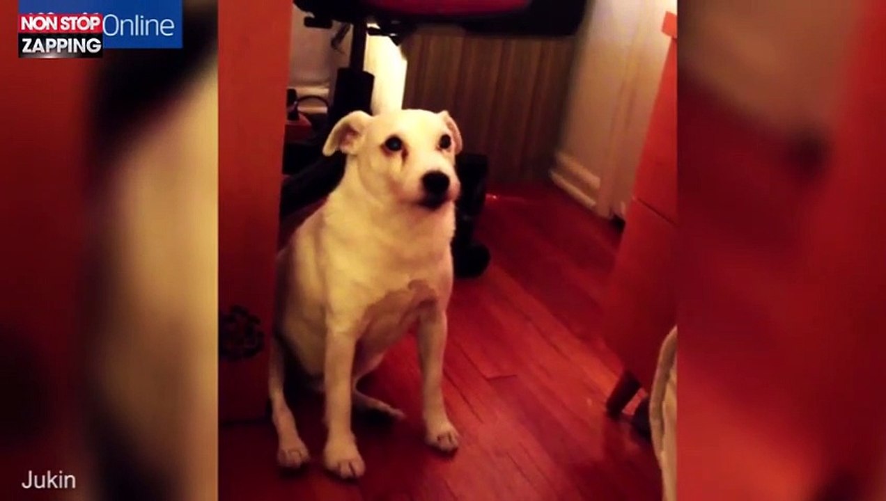 Après avoir fait une bêtise, ce chien a une réaction hilarante (vidéo)