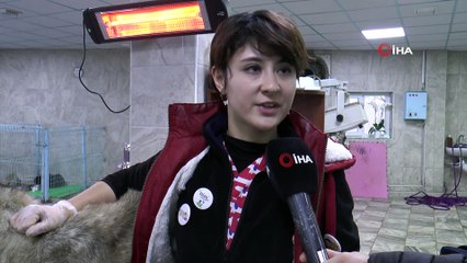 Böyle vahşet görülmedi...Köpeğin yüzüne kimyasal madde döküp, kulaklarını kestiler