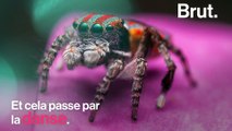 L'araignée paon : quelle est sa technique de séduction ?