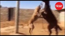 Kangal ve atın inanılmaz kapışması