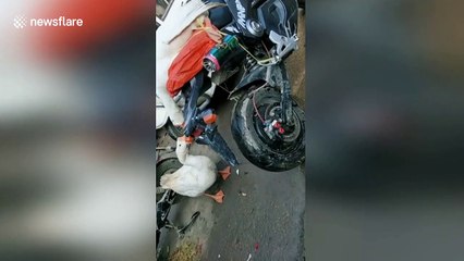 Two geese have a tragic kiss goodbye in eastern China