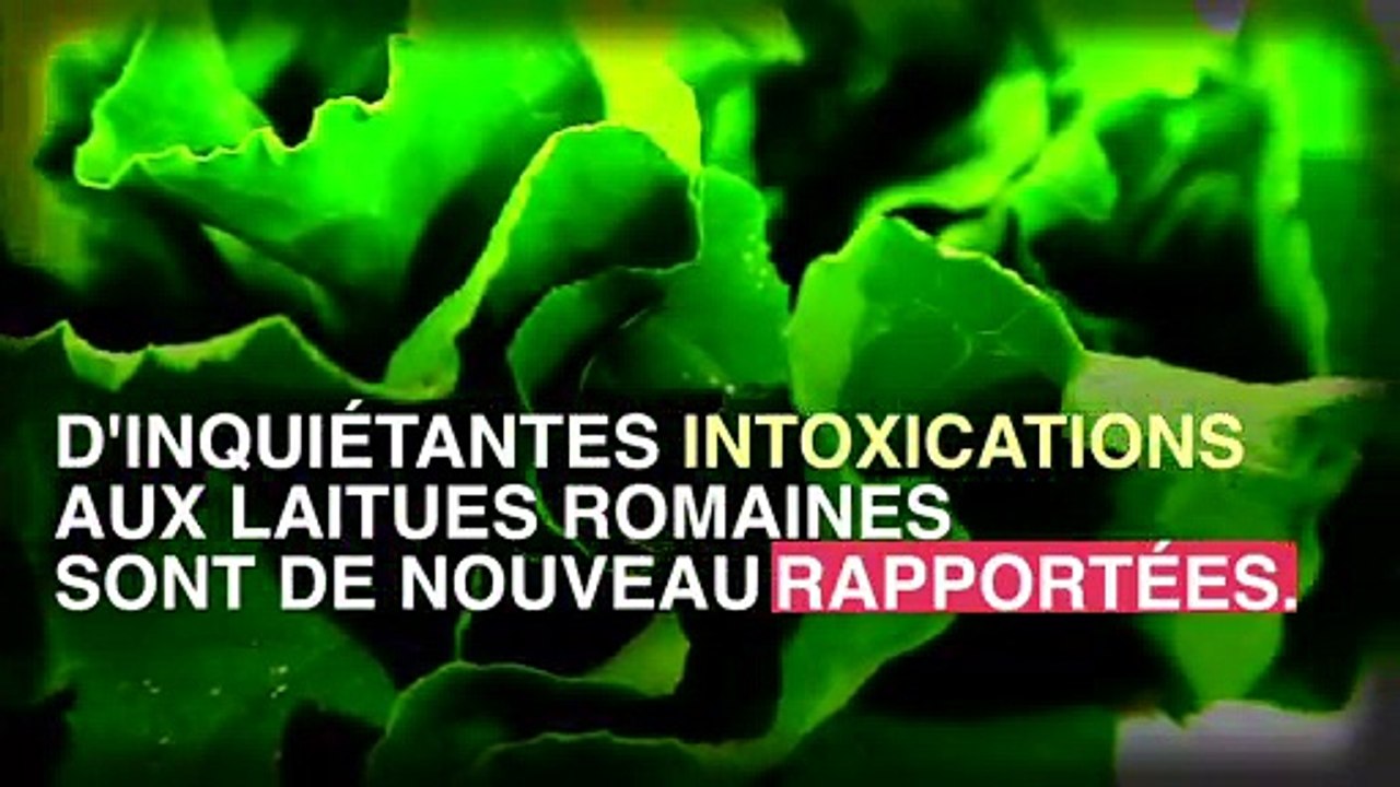 Laitue romaine : 60 nouveaux cas d'intoxication