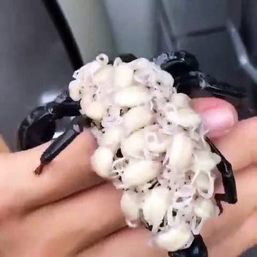 Un scorpion et ses bébés !