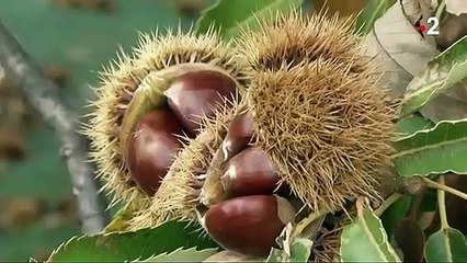 Marrons glacés : les douceurs ardéchoises de Noël