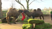 La Navidad llega al zoo de Londres