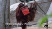 Happy Birtay, Heidi Orangutan!