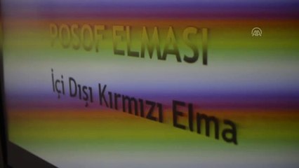 Posof'un "İçi Dışı Kırmızı" Elması Tescillendi