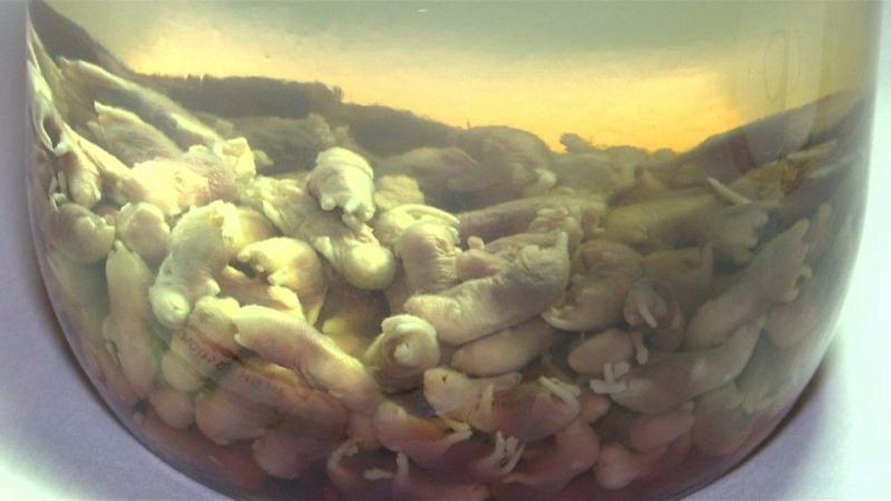 Disgusting Food Museum: Sushi aus Fischsperma und Käse mit Larven als Delikatessen