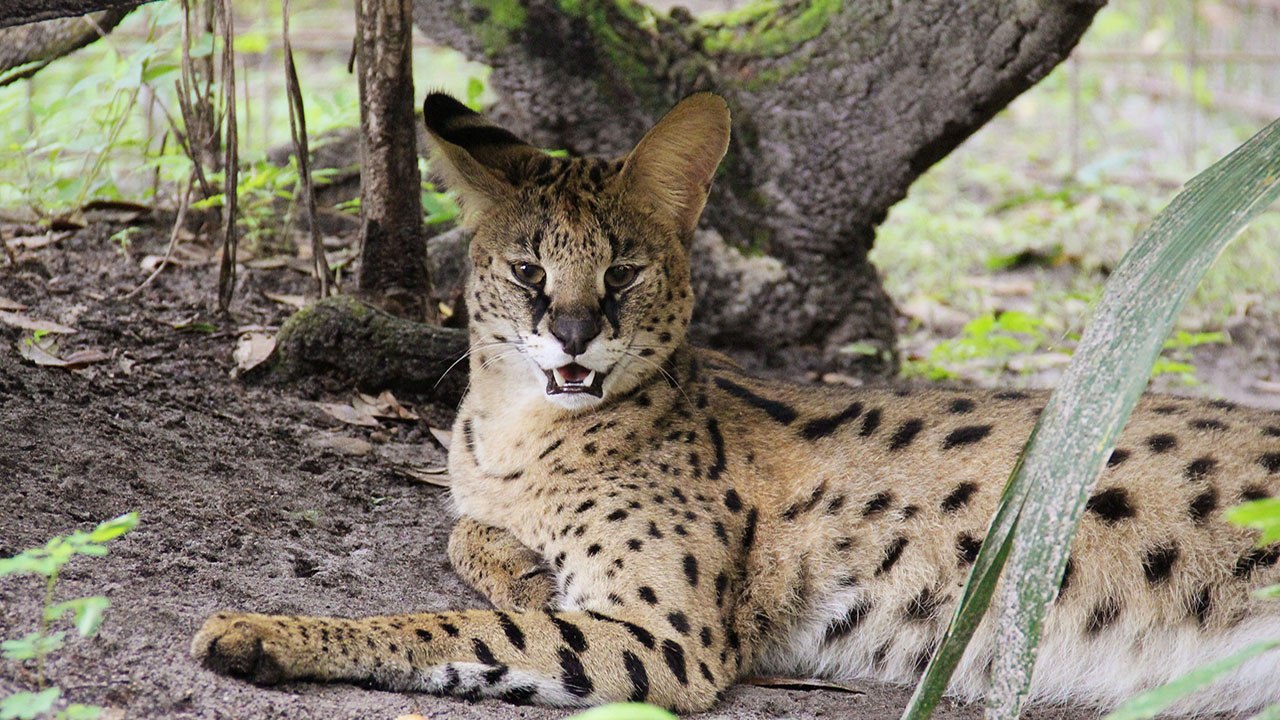 Serval Runs For Snacks