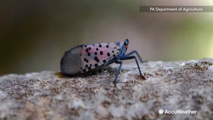 A dangerous and destructive pest could be lurking inside Christmas trees