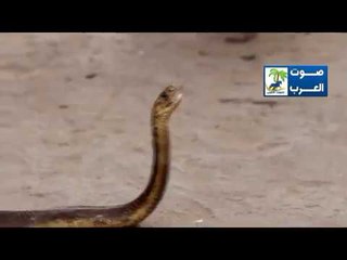 برنامج بدون مقدمات مع د مديحة مجدى وصيد الأفاعى فى مصر رزق بطعم المخاطرة