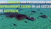 Decenas de tiburones tigre grabados mientras devoraban una ballena