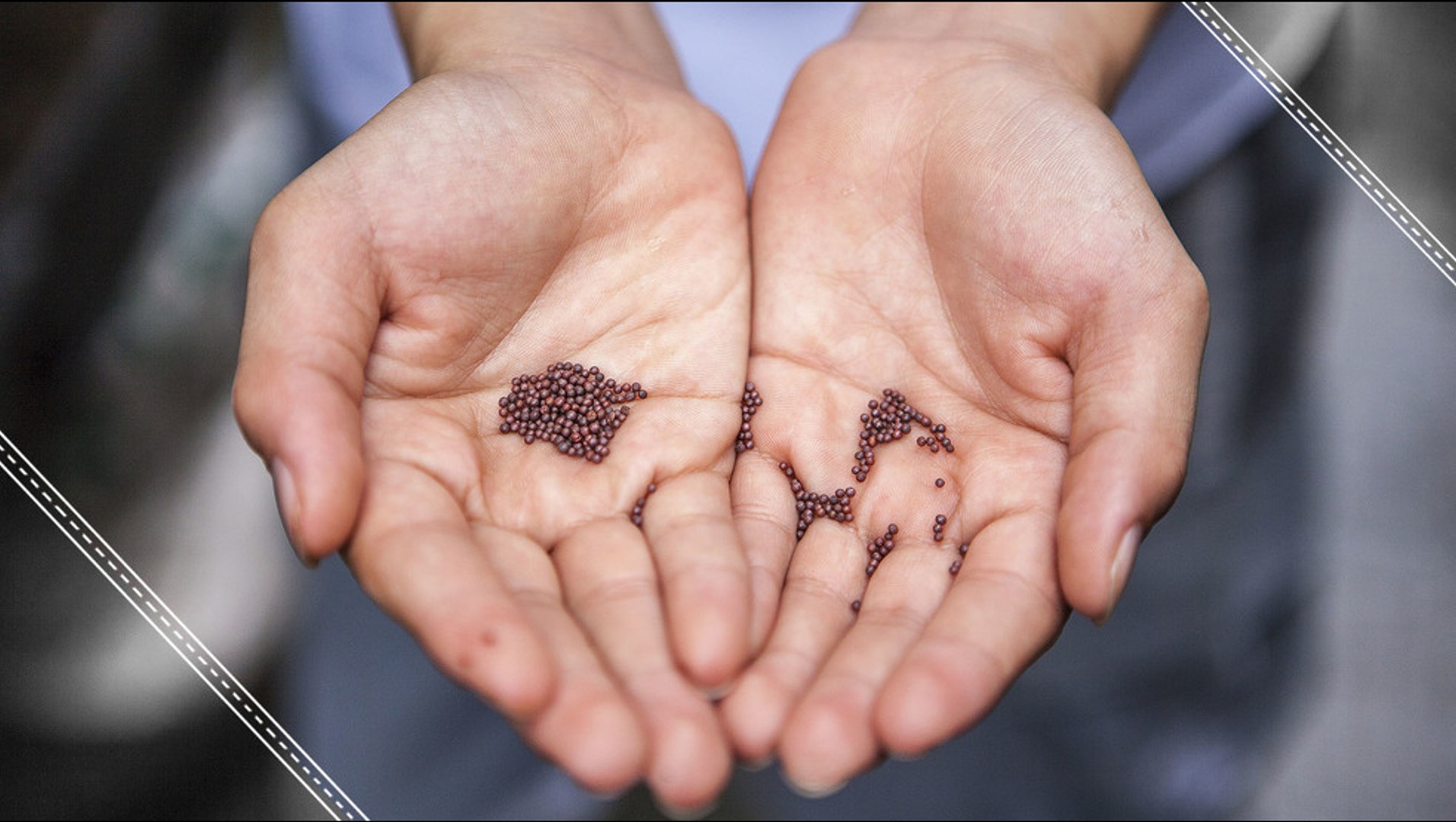 ⁣Improved Seeds May Resolve World Hunger