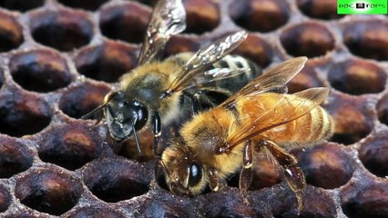 Top 10 Animales Híbridos Más Increíbles Del Mundo