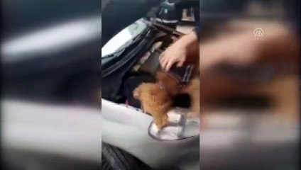 Otomobilin motor kısmından uyuşturucu çıktı - BALIKESİR