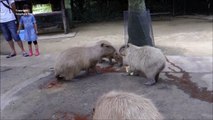 Sounds Capybaras Make Tooth Chattering