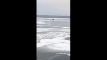 Wolf Hunts a Whitetail in Wisconsin