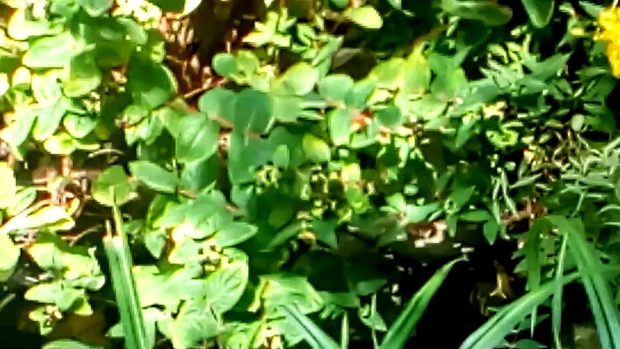 Hornet sitting on a plant by my pond