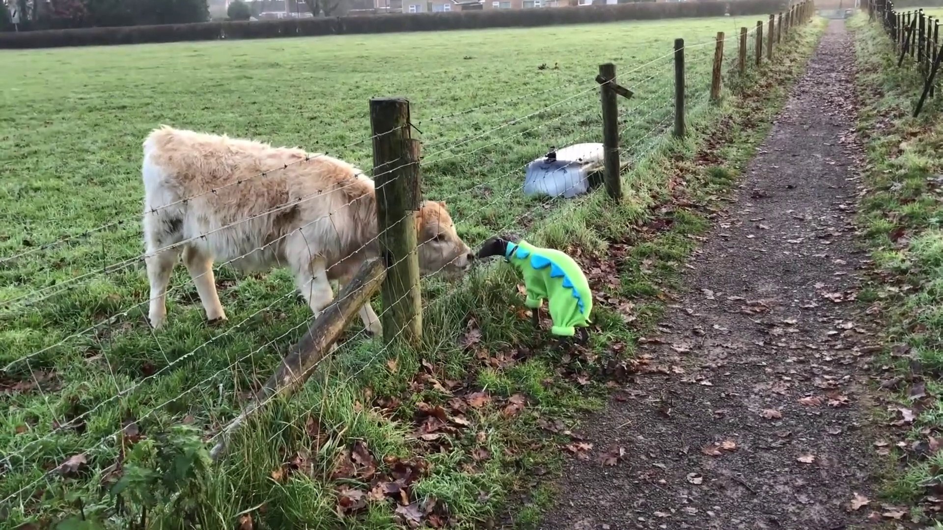 Un Petit Chien Et Un Veau Font Copain Copain Adorable Video Dailymotion