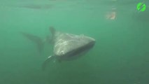 Ce plongeur nage avec un requin baleine magnifique