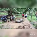 Ils surprennent un python en train de manger une de leurs chèvres