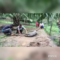 Video herunterladen: Ils surprennent un python en train de manger une de leurs chèvres