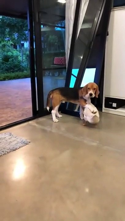 Adorable : ce chien et ce canard ne se séparent pas