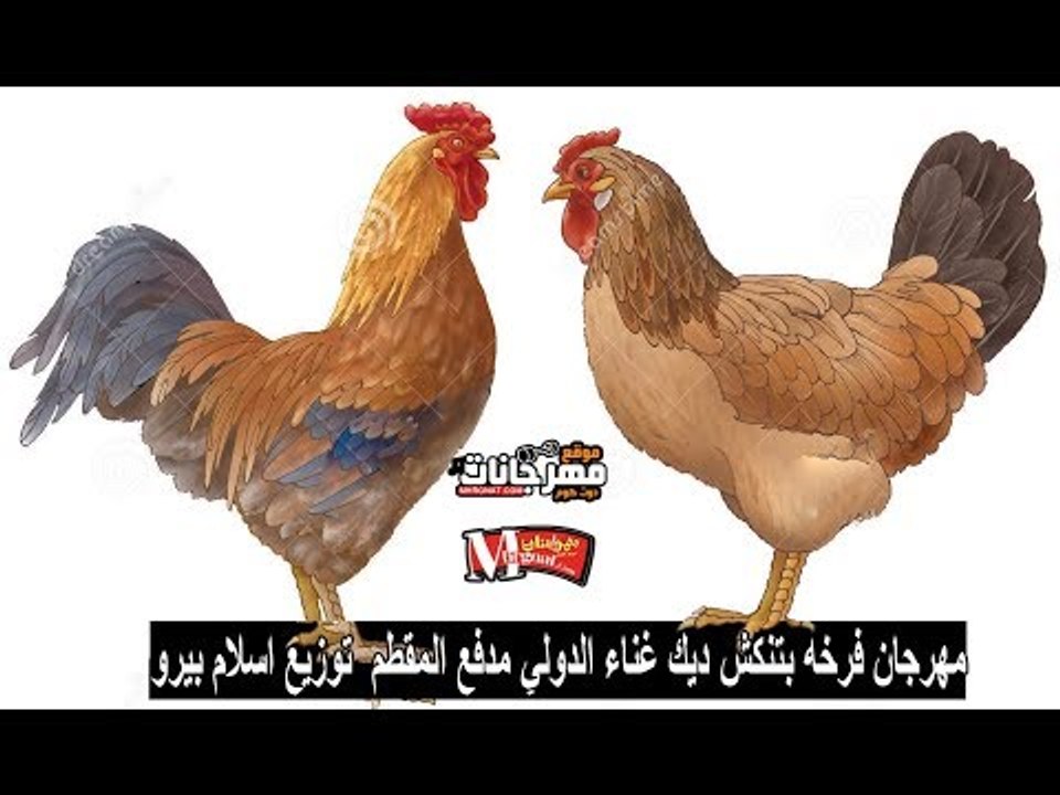 مهرجان فرخه بتنكش ديك 2018 |  غناء الدولي مدفع...