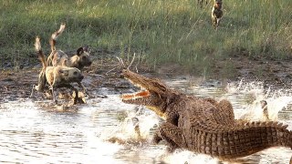 Crocodile Vs Wild Dogs - Crocodile Hunting Too Early And Fail In African