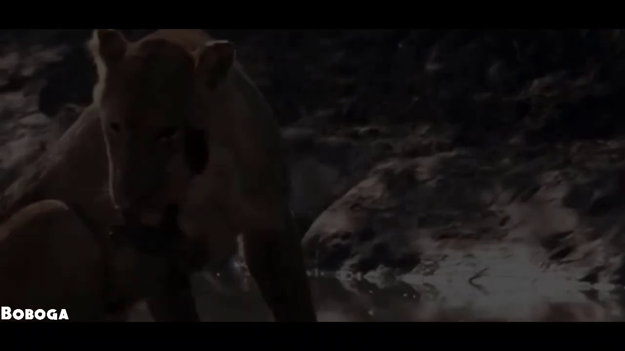 Crocodile Vs Lion - Lion Loses Battle And Seriously Injured