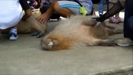 In Honour of Yasushi We Will Never Forget You  ヤスシを記念して、我々はあなたを決して忘れません