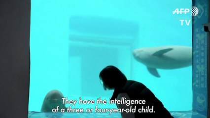 Smiling at danger, China’s finless porpoise fights to survive