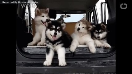 Cute Animals That Are Cannibalistic!