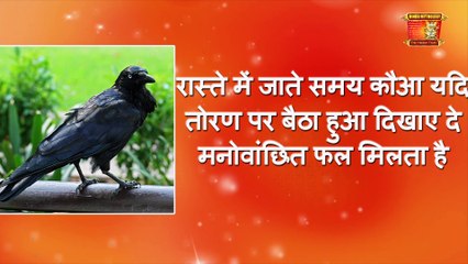 कौए के बताये हुए 14 शुभ संकेत जिस पर दुनिया करती है यकीन | What CROW tells you in hindi
