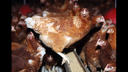 Sukses Ternak Ayam Petelur