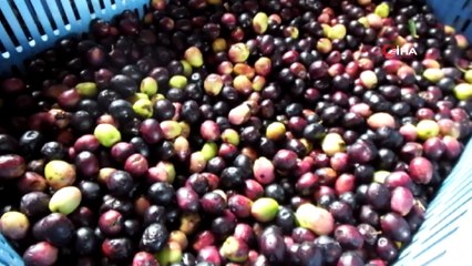 Balıkesir’de zeytinyağına kekik ve portakal tadı