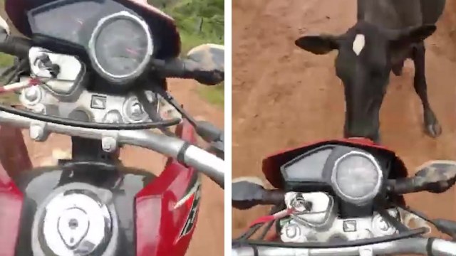 Un motard s'amuse à faire des wheelings quand une vache surgit sur sa route