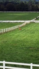 Farm Wedding Venues In NC | Call - 828-393-3034 | thehorseshoefarm.com