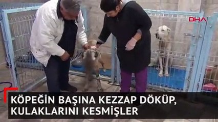 Köpeğin başına kezzap döküp, kulaklarını kesmişler