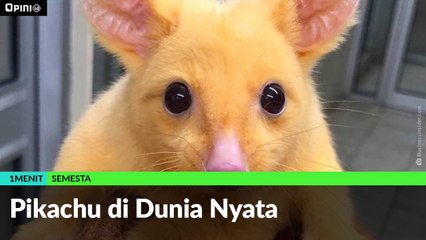 #1MENIT | Pikachu di Dunia Nyata