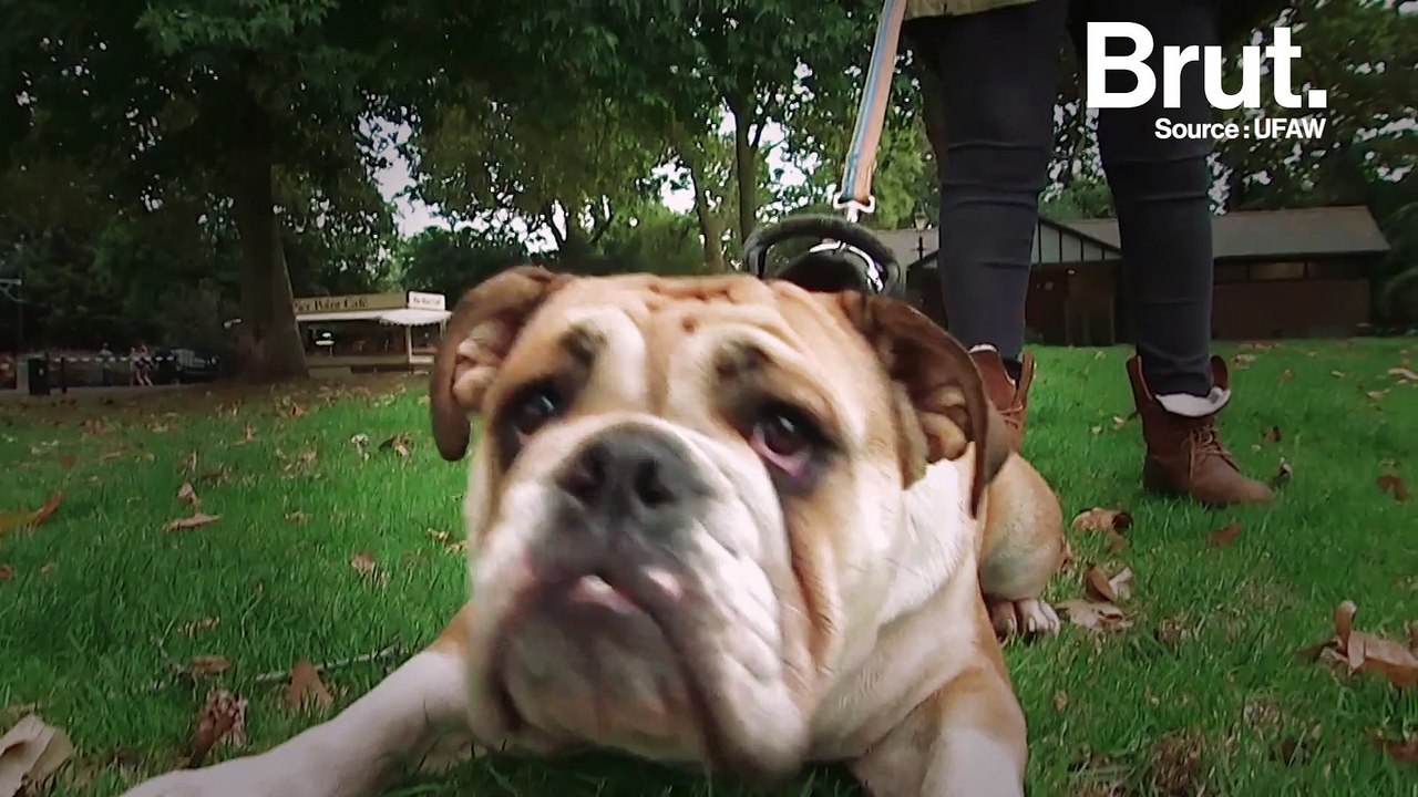 Les souffrances liées à certaines races de chiens