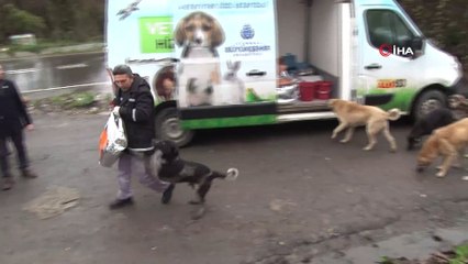 - Kış şartlarından olumsuz etkilenen sokak hayvanlarına İBB’den mama desteği