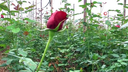 Çiçek Üreticileri Günlük 200 Lira Ücretle Çalışacak İşçi Bulamıyor